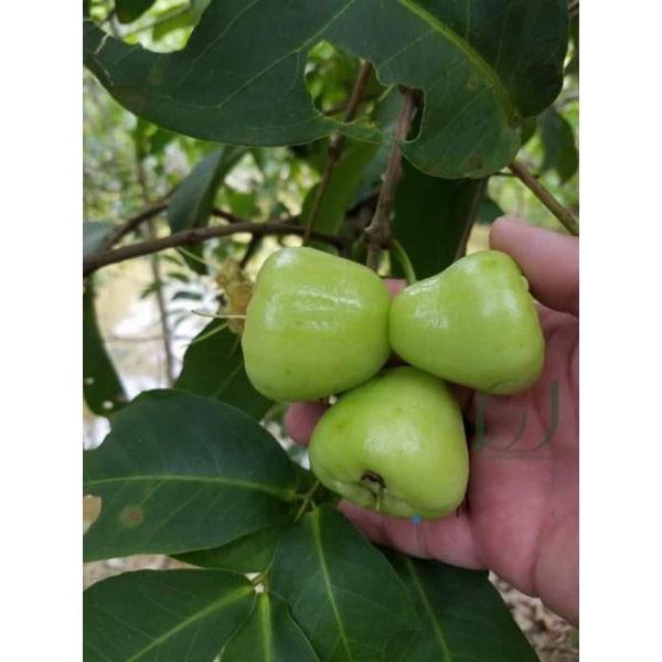 Giống Mận Xanh Đường Cây Khỏe