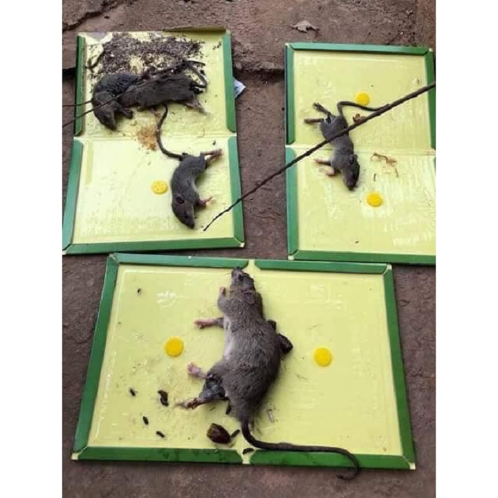 Keo dính chuột mouse & rat glue traps - siêu dính