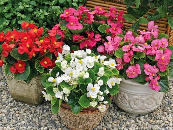 Hạt giống hoa thu hải đường đơn mix