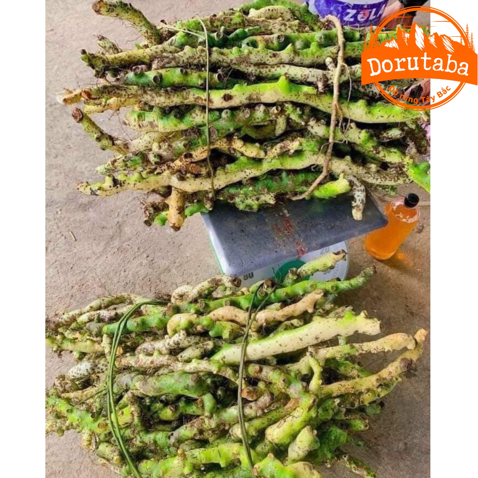 Cốt toái bổ rừng Tây Bắc, tắc kè đá xanh tươi giúp bổ thận, mạnh gân xương, hoạt huyết, tán ứ, giảm đau nhức