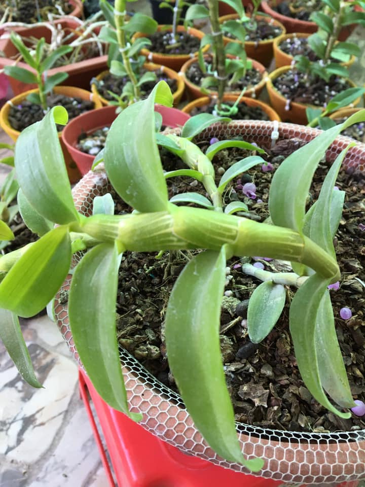Hoa phong lan phi điệp 5ct phú thọ