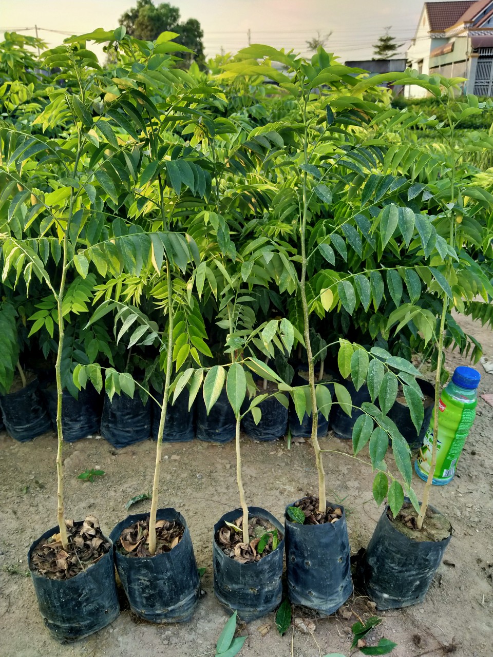 COMBO 10 CÂY XƯA ĐỎ CAO 50CM