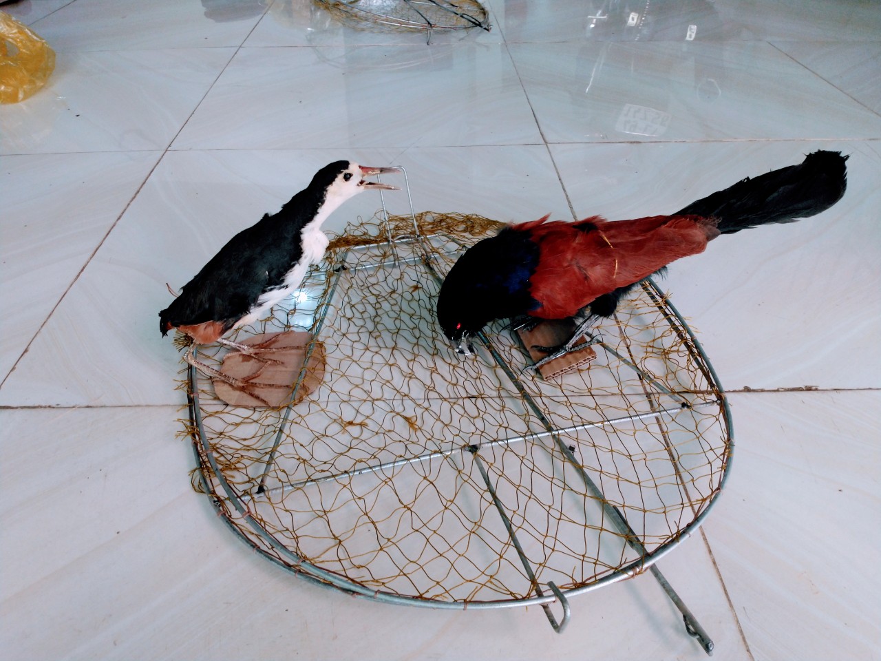 Nguyên bộ mẹt tròn và bìm bịp giả Sang-Xịn-mịn