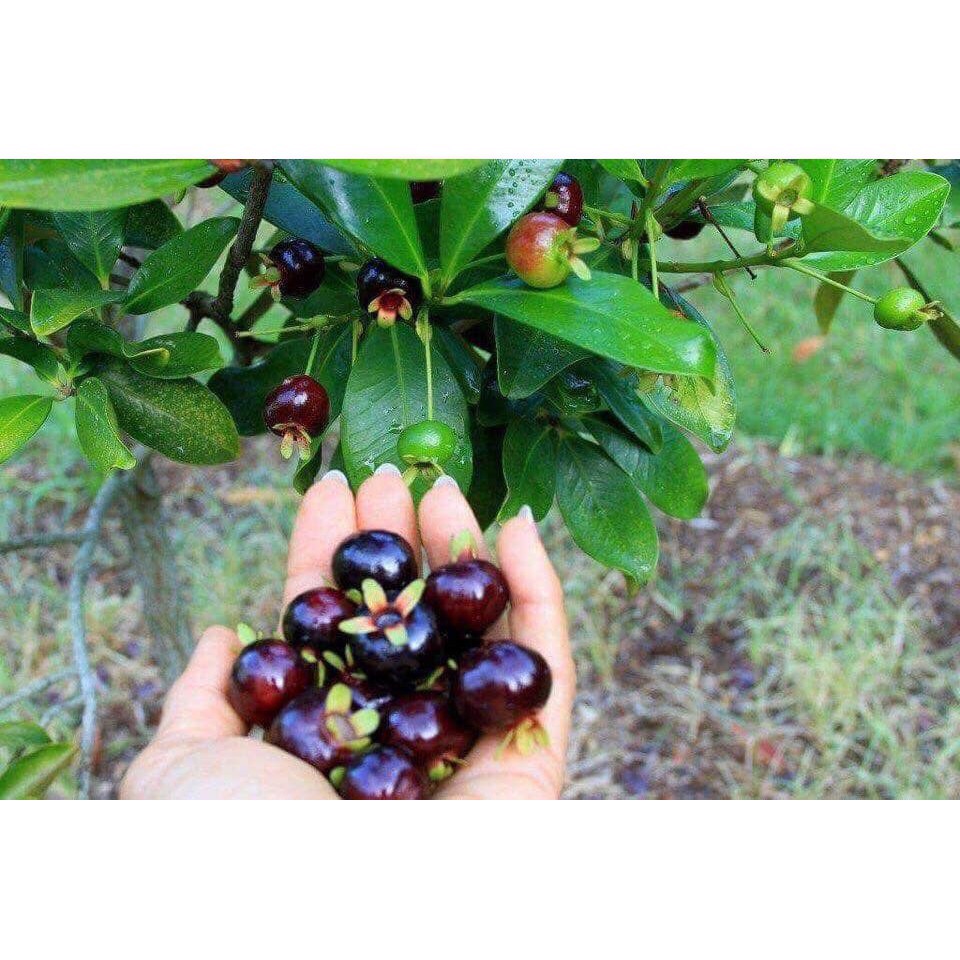 Cây cherry brazil nhiệt đới size trung cao 50 cm