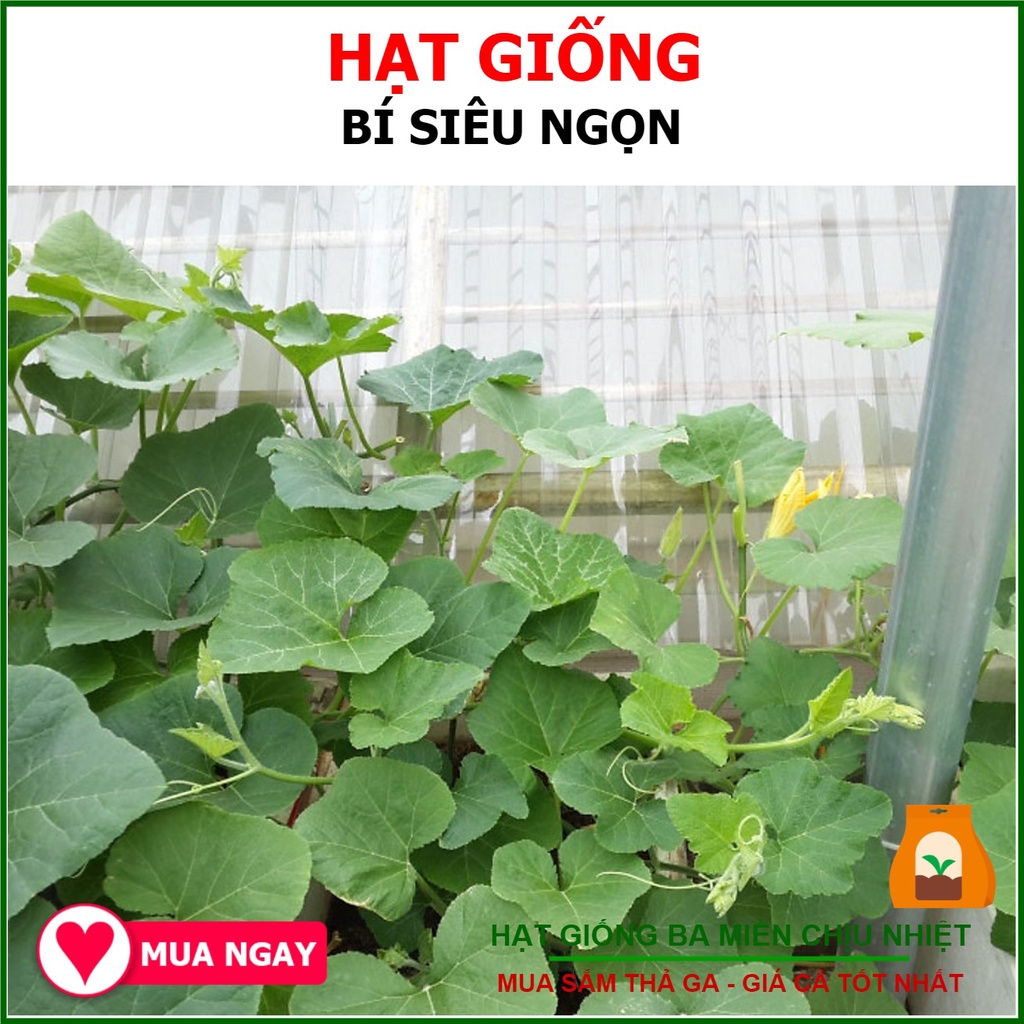 Gói 10gram hạt giống bí siêu đọt chịu nhiệt tốt, năng suất cao