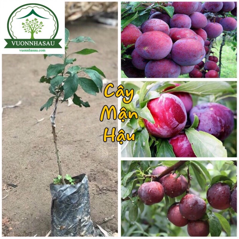 Cây mận hậu - mận tam hoa cây cao 30-50cm