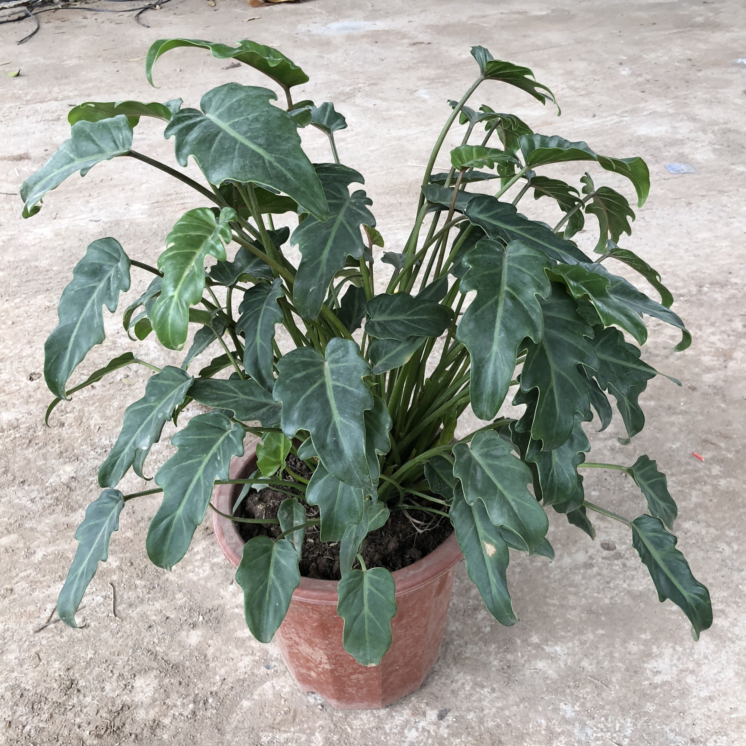 CÂY TRẦU BÀ LÁ RÁCH ( TRẦU BÀ RĂNG CƯA ) TRỒNG CHẬU E250 CAO 30-40CM THÍCH HỢP LÀM CÂY NỘI THẤT