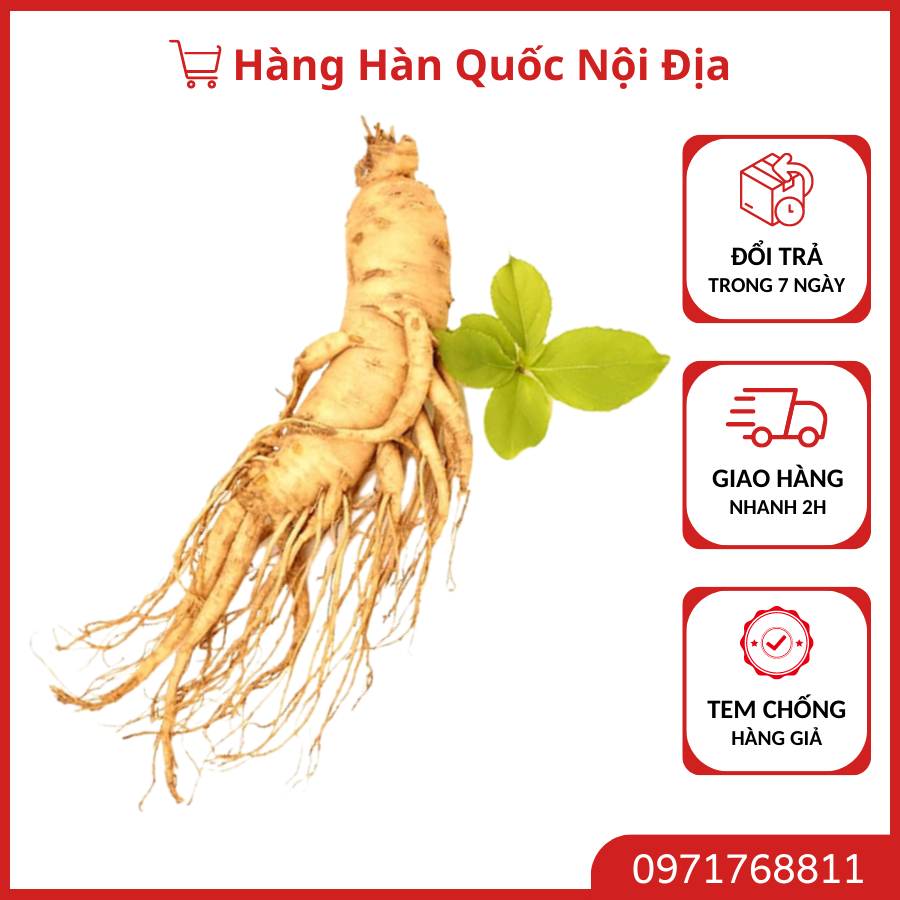 Nhân sâm tươi hàn quốc nguyên củ loại thượng hạng 6 củ/kg, nhân sâm hầm gà giải độc, giảm stress, tăng cường sức khỏe