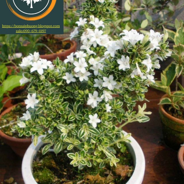 bạch tuyết mai bonsai trung