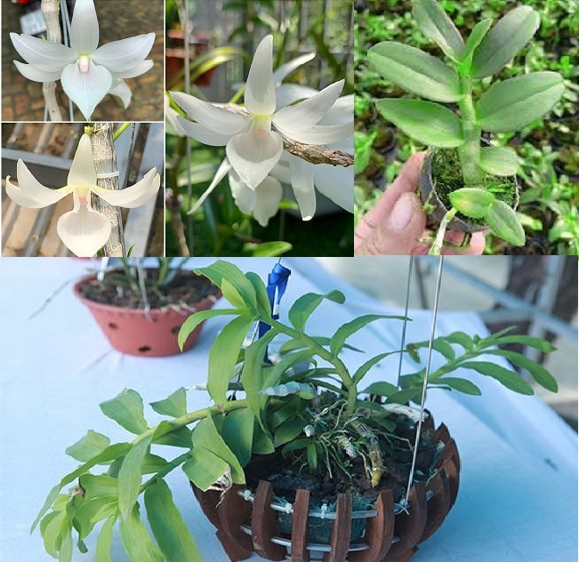 Lan đột biến - phi điệp đột biến 5 cánh trắng long điền - hàng var, hoa cực đẹp cực hiếm gieo hạt - cây y hình