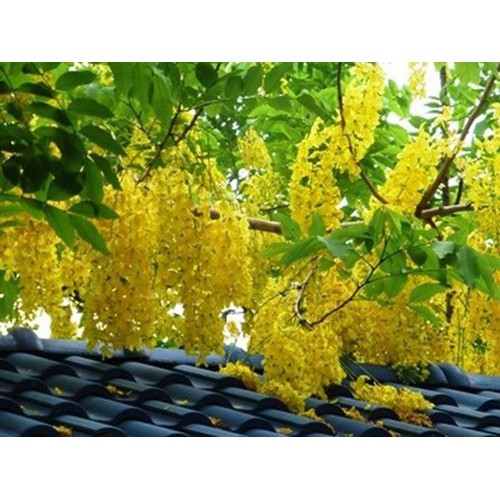 Com bo 2 bầu muồng hoàng yến vàng-cây nguyên bầu gửi đi, cây giống nhỏ