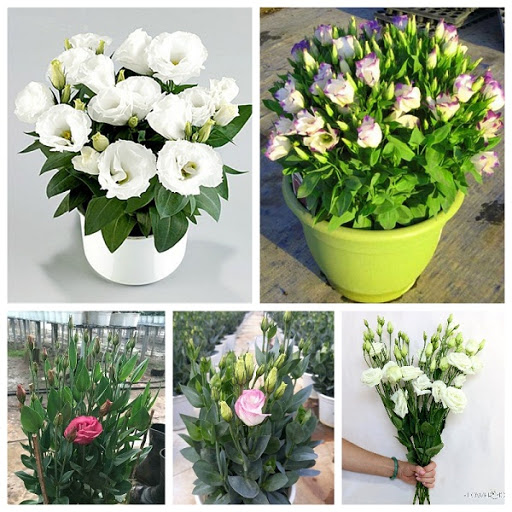 Cát tường--chậu đang nụ và hoa siêu đẹp