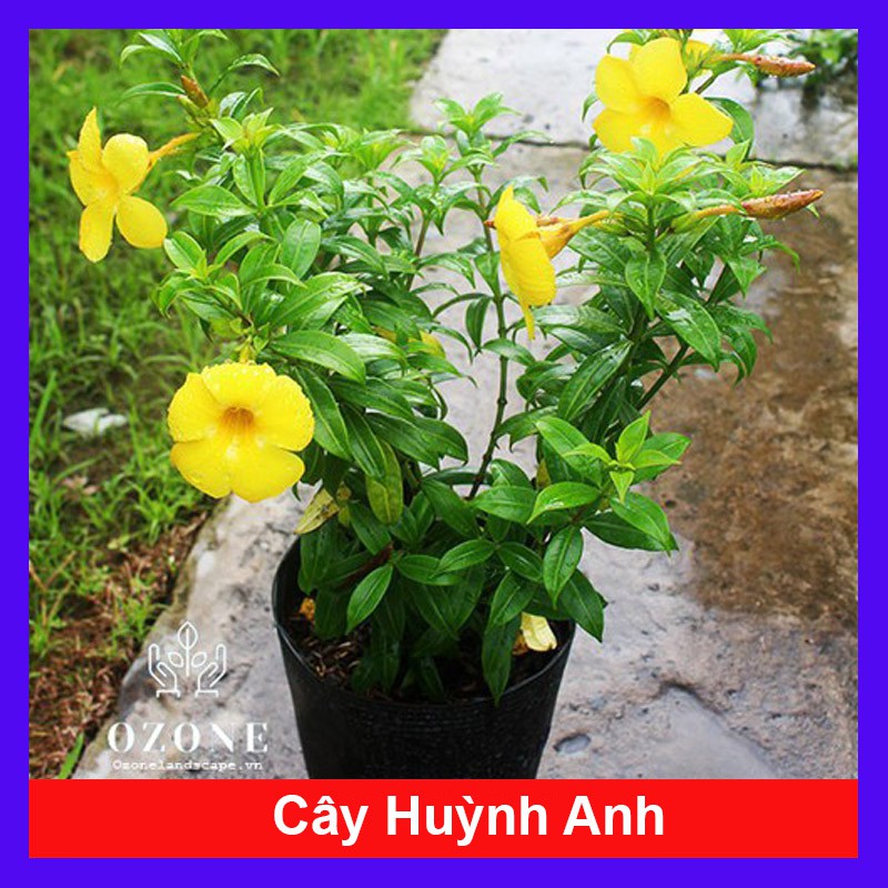 Cây Huỳnh Anh - Cây cảnh sân vườn - caykiengsadec