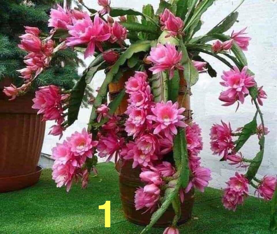 Đại Nhật Quỳnh ra hoa Tết Tây đến Tết Ta (lá giống)