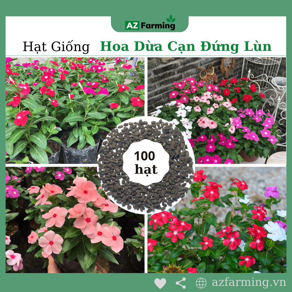 Hạt giống hoa dừa cạn đứng lùn - 100 hạt - az farming