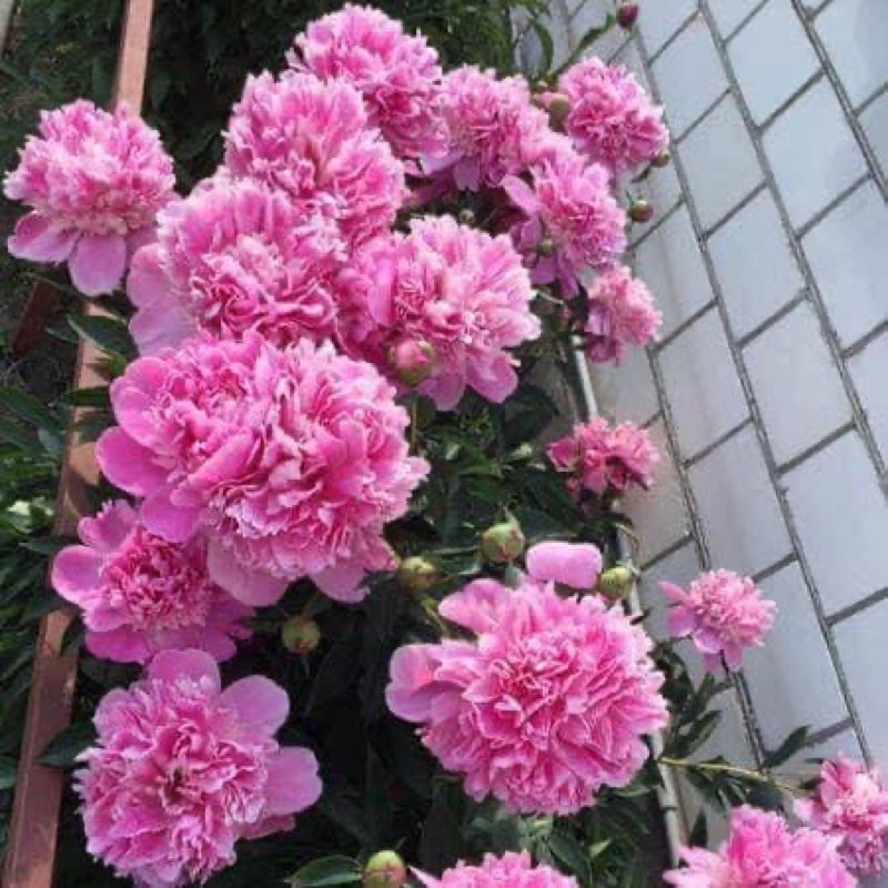 10 cây hoa mẫu đơn đại đoá