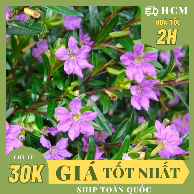 CÂY GIỐNG HOA CẨM TÚ MAI ,(cao 10cm), Cây cảnh, dễ trồng GIÁ RẺ, nở quanh năm, Cây Tươi Nguyên CTN0290