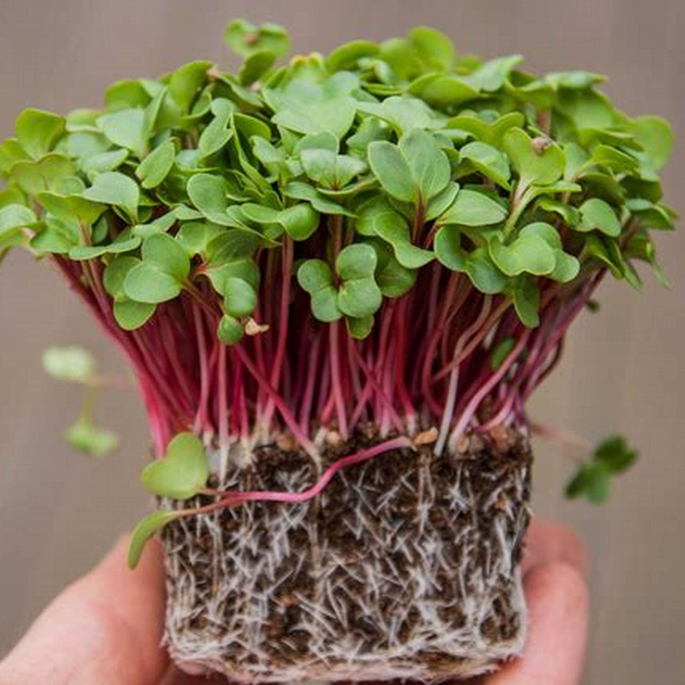 Hạt giống rau mầm củ cải đỏ -