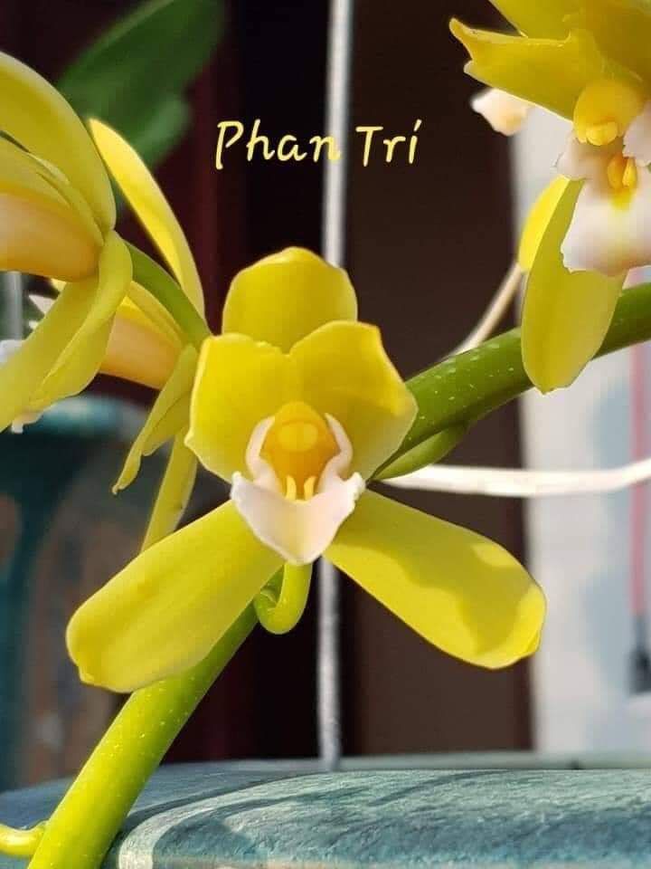 Lan kiếm Hoàng Long ( Phan Trí) giống