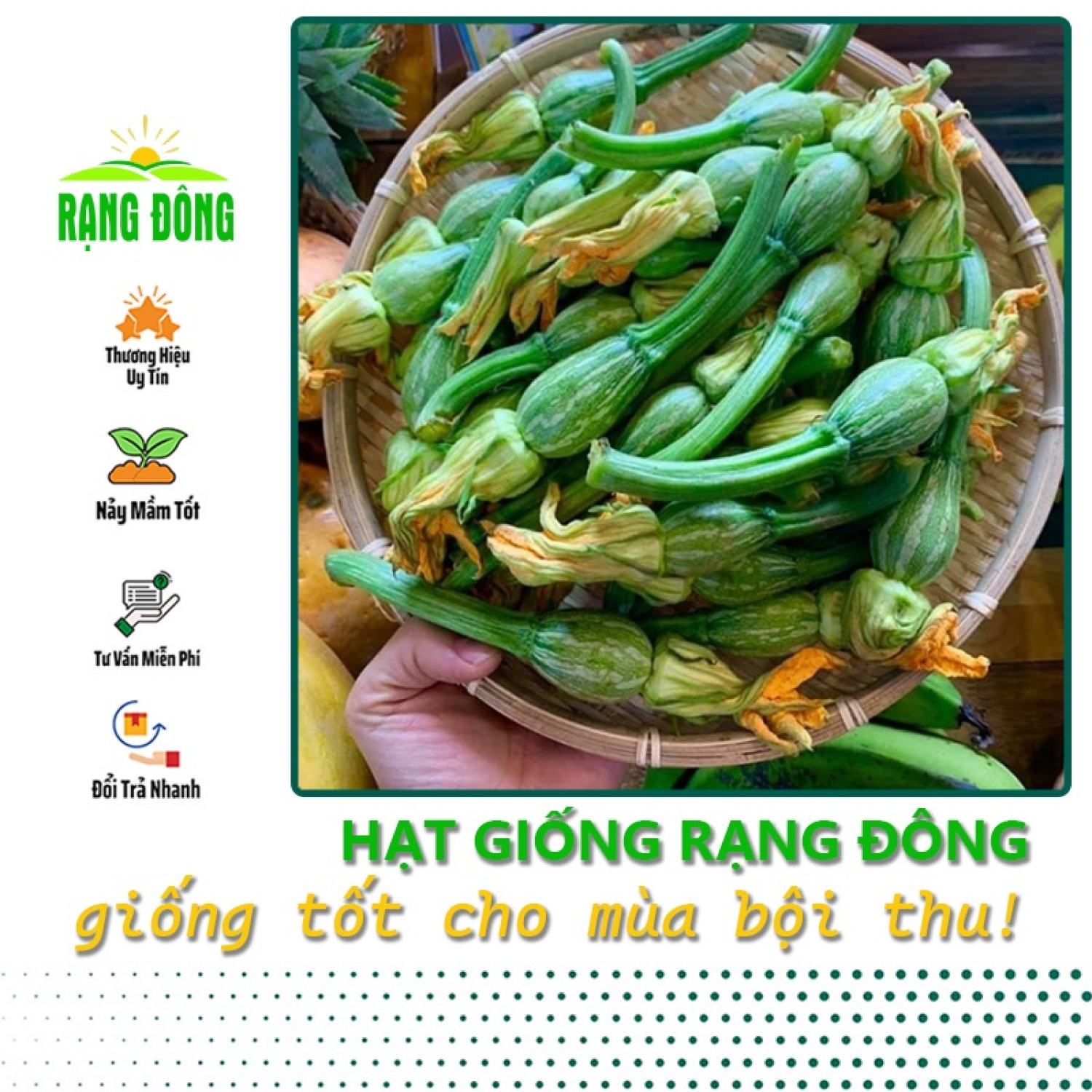 Hạt giống bí nụ ăn non lai f1 dễ trồng, siêu nụ, kháng bệnh tốt - hạt giống rạng đông