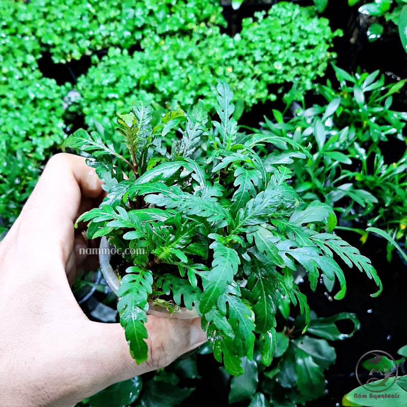 Cây Liễu Răng Cưa (Lá cạn) | Cây thuỷ sinh trung, hậu cảnh