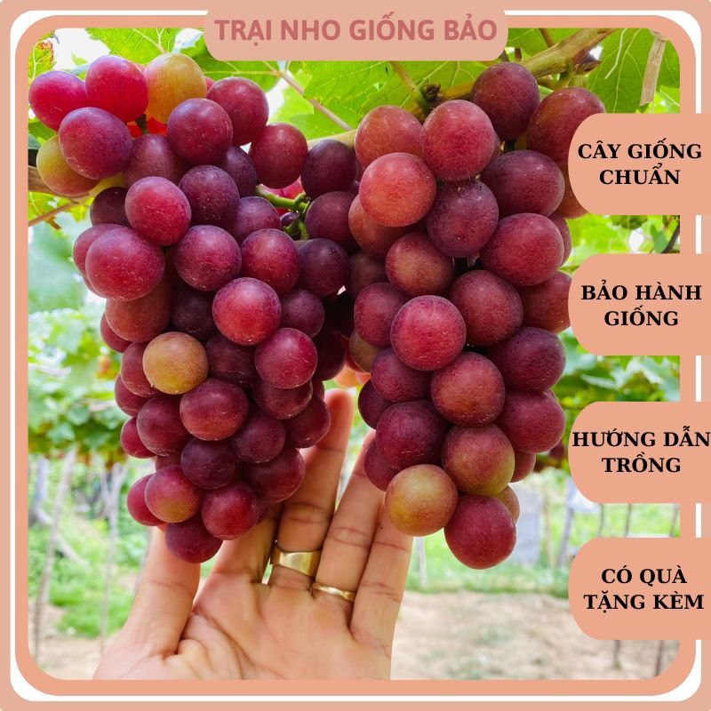 Cây nho giống đỏ leo giàn ninh thuận