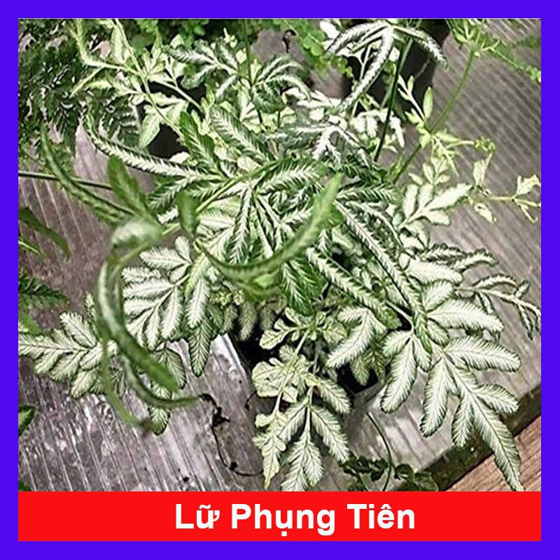 Cây lữ phụng tiên - cây cảnh mini - cây cảnh để bàn - caykiengsadec