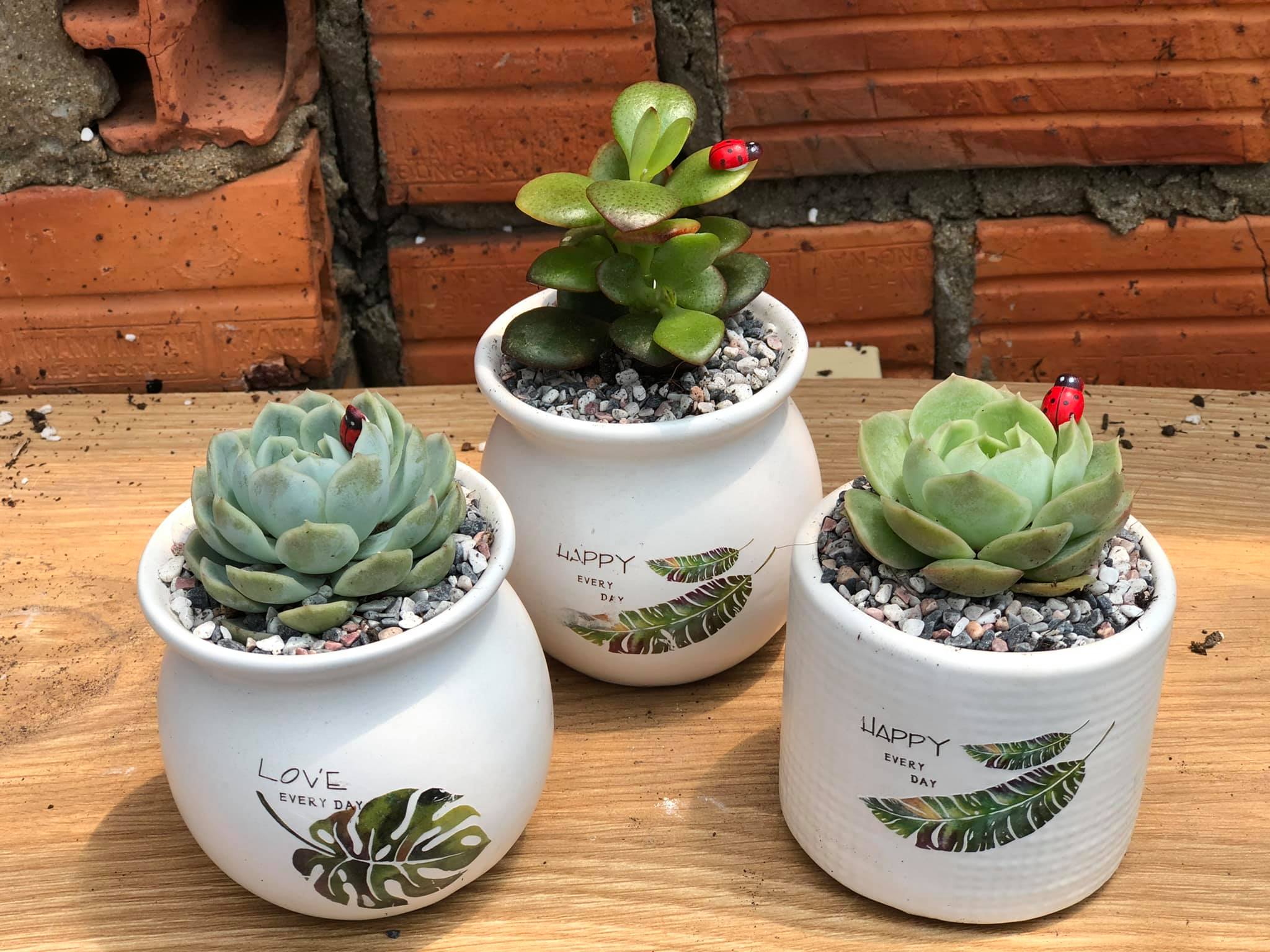 Combo 3 chậu sen đá trồng chậu men sứ bát tràng .