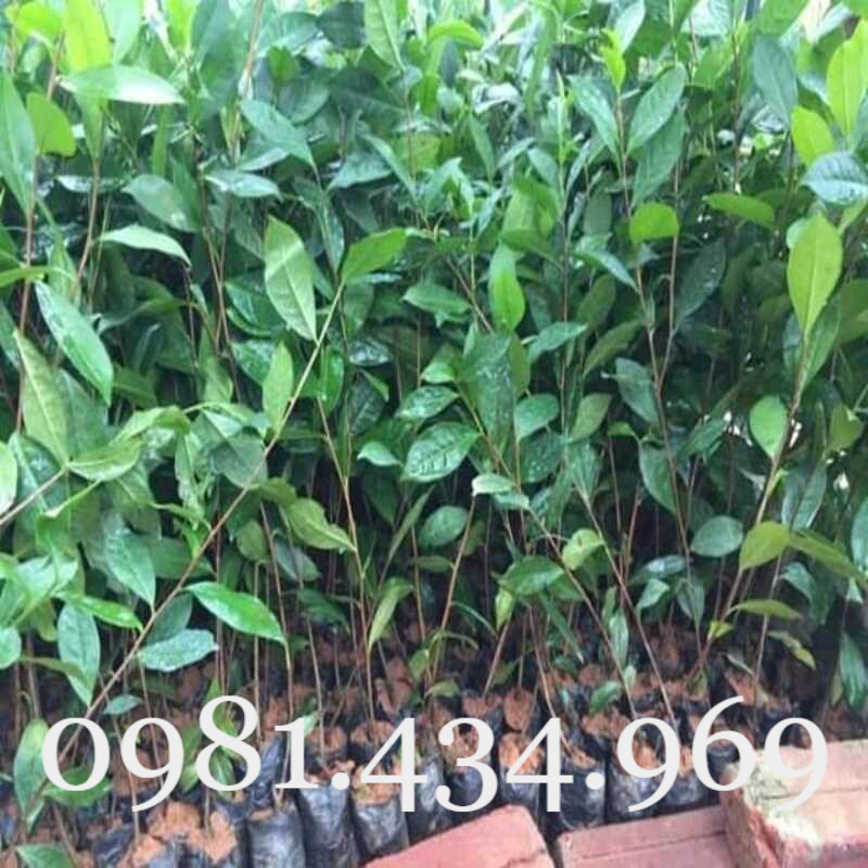 Combo 5 cây chè xanh cao 30cm khỏe
