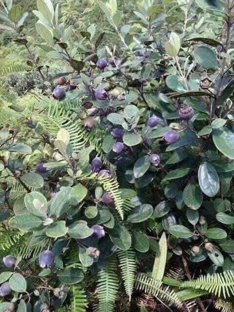 Combo 2 Cây giống hoa sim ăn quả