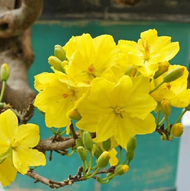 Hạt giống hoa mai vàng 5 cánh,loại cánh to hoa chùm/gói 25 hạt-tặng kèm gói kích mầm