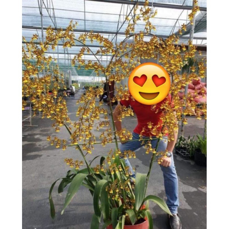 LAN VŨ NỮ SUMO - 120k/1 chậu trưởng thành