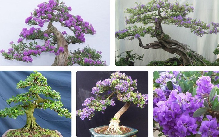 Cây giống hoa linh sam tím bonsai
