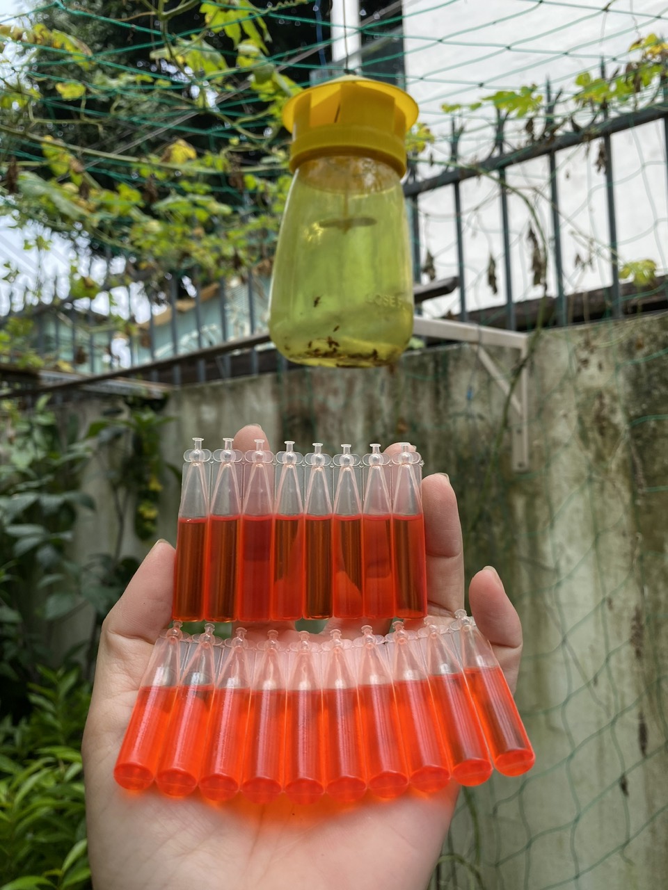 COMBO DẪN DỤ RUỒI VÀNG