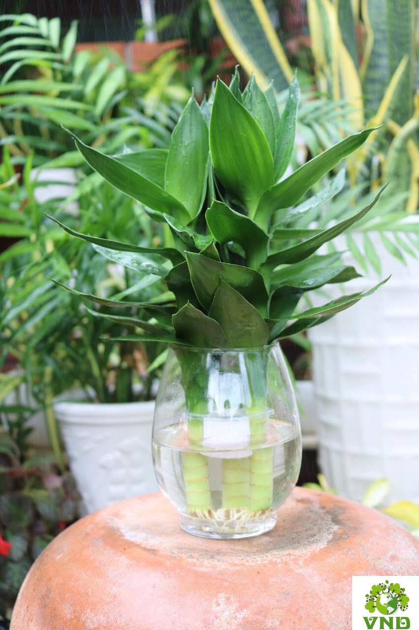 Chậu thuỷ tinh cây 3 cây Phát Tài tặng kèm đá trang trí