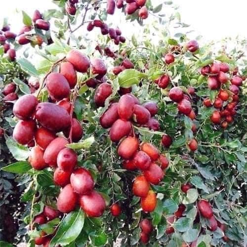 Cây giống hồng táo hàng nhập khẩu cam kết chuẩn giống