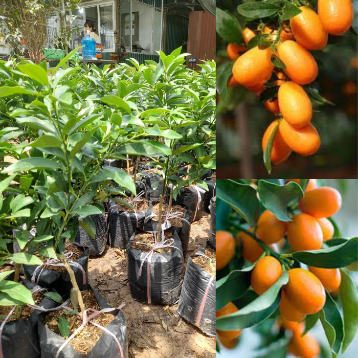 Quất Trái Dài-Cây Ăn Trái+Tặng kèm phân bón