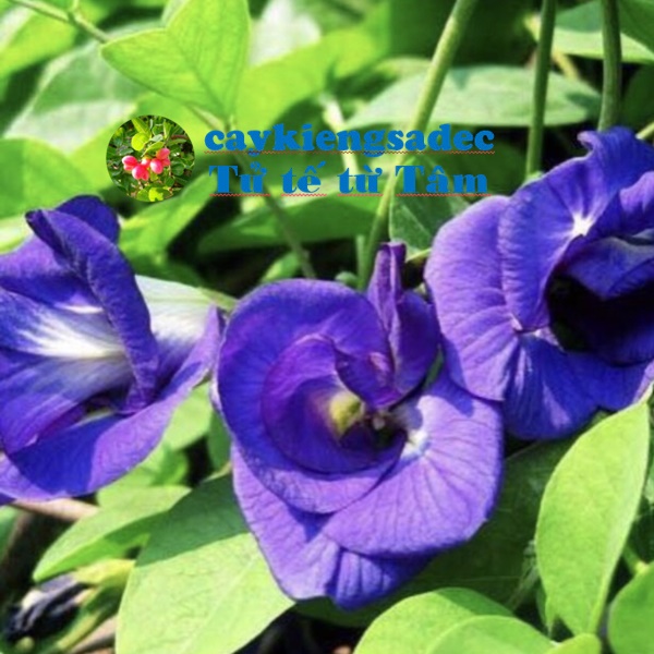 caykiengsadec - Cây giống hoa đậu biếc - trang trí nội thất cảnh quan sân vườn - hoa kiểng lá