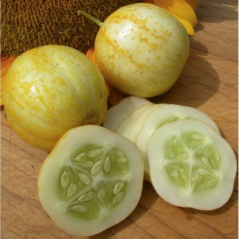 Hạt giống dưa chuột chanh Lemon -