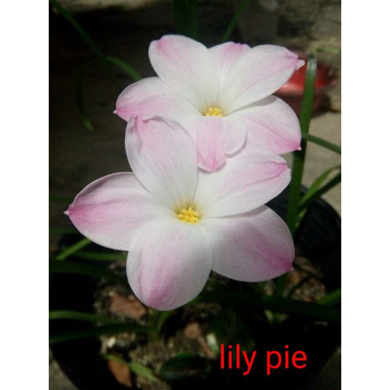 01 củ huệ mưa lily pie