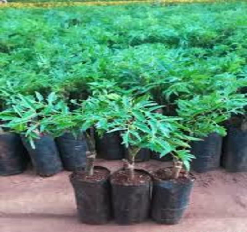 Cây giống đinh lăng ta. Cây dược liệu quý hiếm cho giá trị kinh tế cao