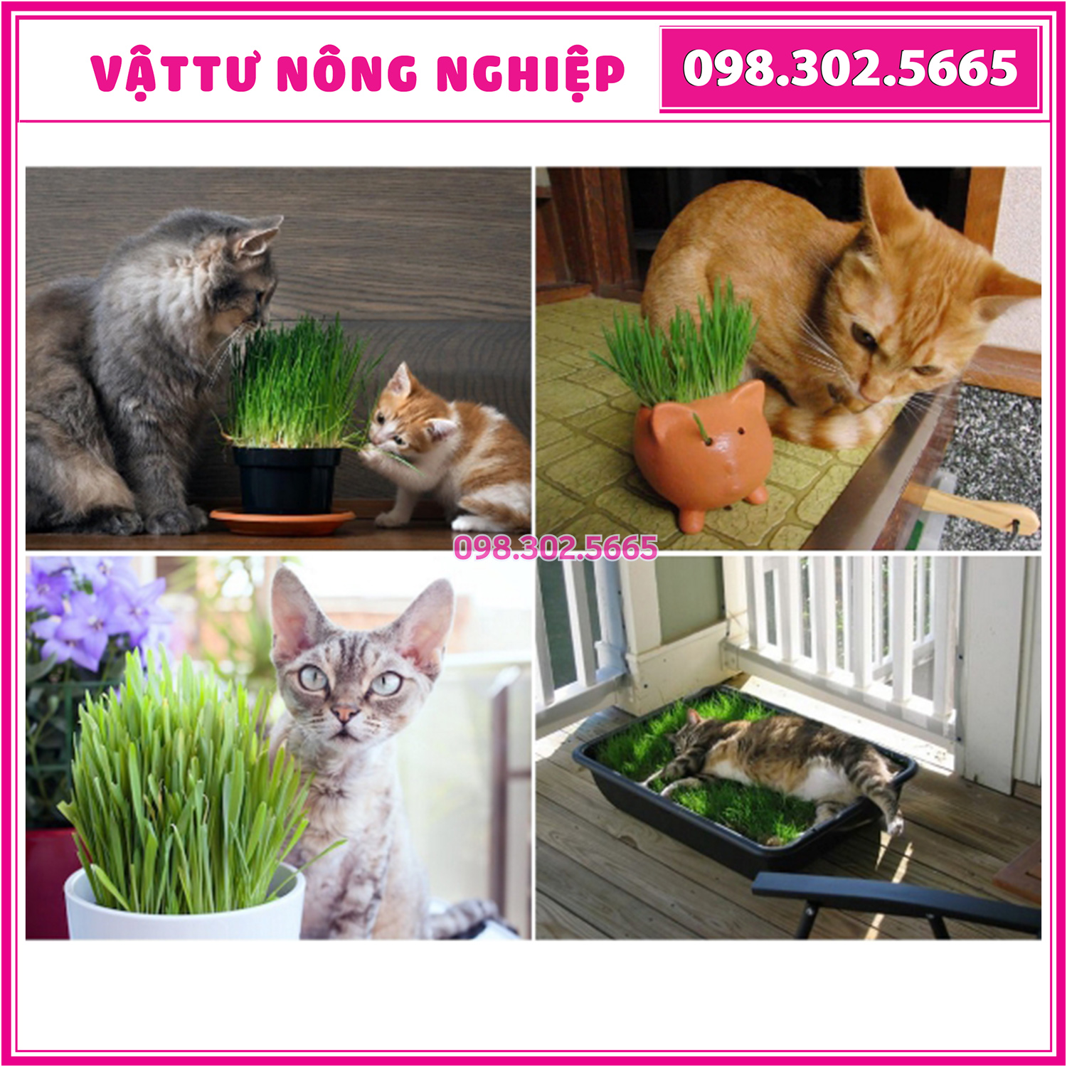 50g Hạt giống cỏ yến mạch cho thú cưng (chó, mèo,động vật nhỏ)