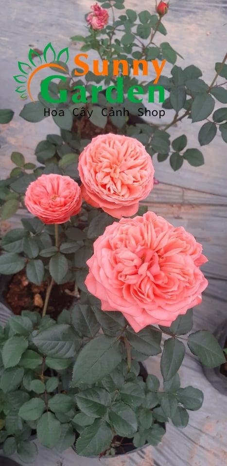 Hồng Ngoại Queen Of Hearts Rose - Chậu Hoa Hồng