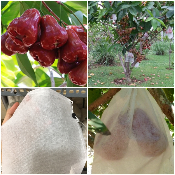 25*30cm 100 Cái Túi Vải Bao Trái Mận Bưởi Xoài Nho Dưa Lưới ...Túi Bao Bọc Trái Cây