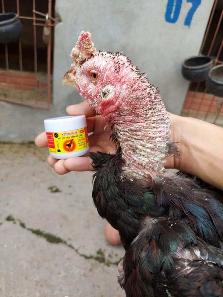 Nấm mốc gà chọi ưu việt.