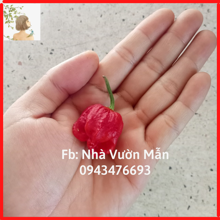 5 hạt ớt trinidad red