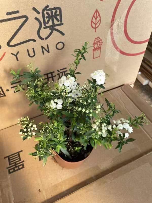 Chậu hoa tiểu tú cầu như ảnh