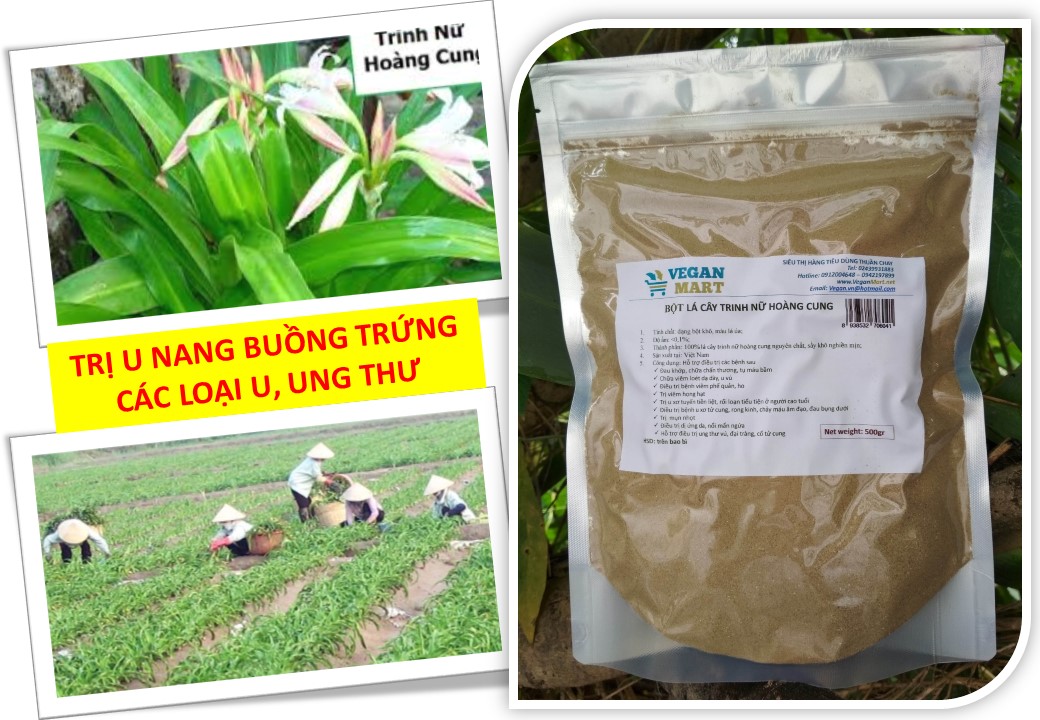 Bột lá cây Trinh Nữ Hoàng Cung, đun sôi uống ngay, rất dễ dùng