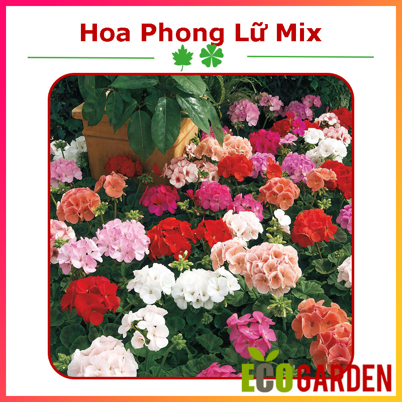 Hạt giống hoa phong lữ thảo mix f1