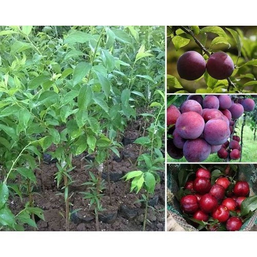 COMBO 2 CÂY GIỐNG MẬN TÍM CHÍN SỚM BẮC HÀ SIÊU NGON SIÊU QUẢ- CAM KÊT GIỐNG CHUẨN F1